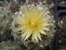 Copiapoa