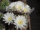 Acanthocalycium peitscherianum