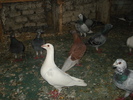 DSC02448