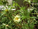 Portulaca grandiflora (Flori de piatra)