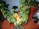 Jasminum officinale