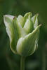 Spring Green