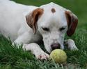 HD-nice-ball-dog-wallpaper