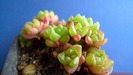 Haworthia cooperi v. truncata