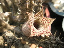 Stapelianthus decary - 30.08