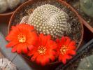 rebutia_krainziana2