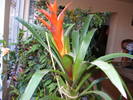 Guzmania