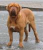 dog%20de%20bordeaux