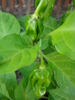 Habanero Pepper (2009, October 07)
