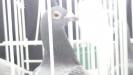 Copy (2) of Picture 1032