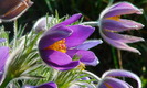 Pulsatilla montana