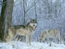 Imagini cu Animale Salbatice_ Imagini Animale Pradatoare_ Imagini cu Lupi