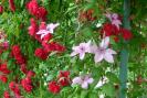 gradina 2008 041