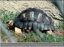 TORTOISE