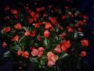 DSC00067