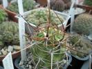 Lobivia ferox