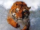 tigru feroce