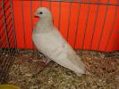 18111a reduced brown 0x