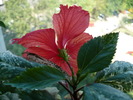 Surinam