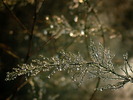 nature (86)