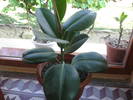 FICUS