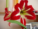 crin amaryllis