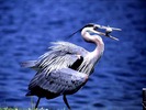 webshots1022