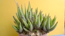 Haworthia attenuata v. attenuata