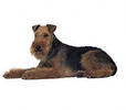 welsh_terrier