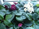 P1110311