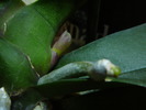 Tija  Phalaenopsis