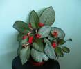 episcia cupreata