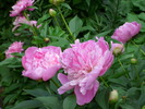 DSCI0691