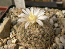 mammillaria_coahuilensis_08_1