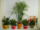 KALANCHOE SI CYPERUS