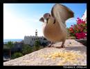 Tenerife_Pigeon[1]