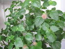 Acalypha 19 iul 2009