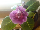 Gloxinia 2-ultima floare