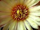 Astro.myriostigma hb.-detaliu floare