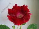 Gloxinia grena 2