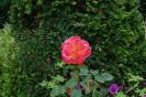Resize of DSC_0319