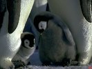 doi puiuti de pinguin