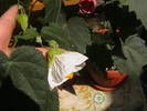 abutilon alb