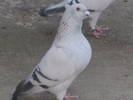 Picture 093
