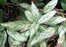 aglaonema-silverking