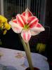 Amaryllis 16 oct 2007 (3