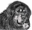 Tibetan Mastiff3