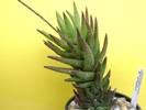 Haworthia coarctata fma. greenii