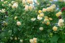 gradina 2008 029