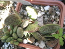 Adromischus rupicola